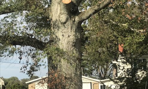 Carpenter Tree Experts Inc Salem