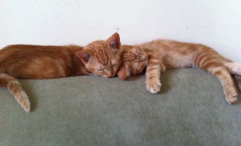 Happy Tails Petsitting Services Inc. East Fallowfield