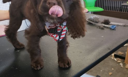 Summer's Bubbles & Bow's 129 Capitol St, Greenwood South Carolina 29649