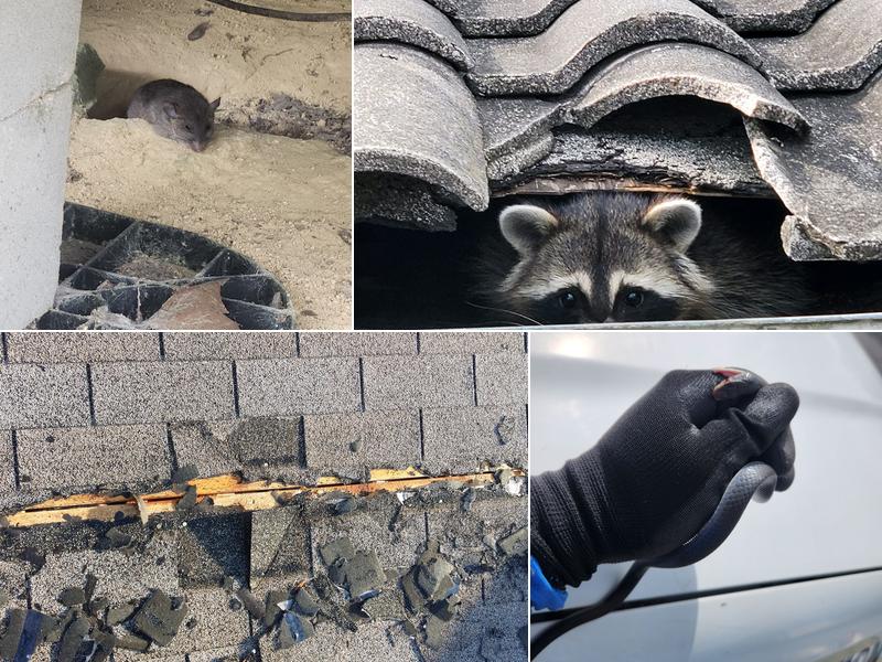 Pro Wildlife Removal