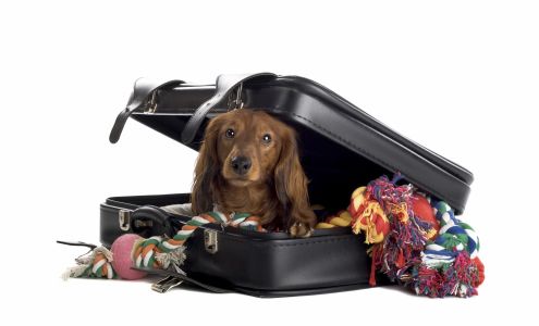 Air Animal Pet Movers