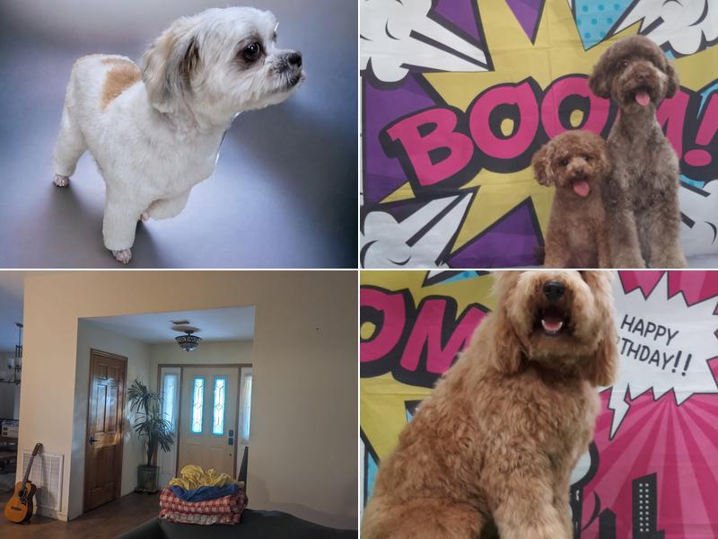 Reu's Corner Pet Spa