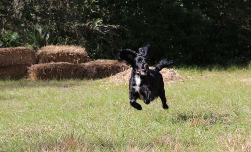 Eye Care for Animals - Tampa