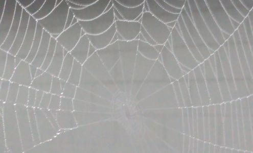 1st Choice Pest Control of Central Florida, Inc. 721 Ibis Ave, Deltona Florida 32738