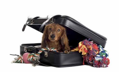 Air Animal Pet Movers