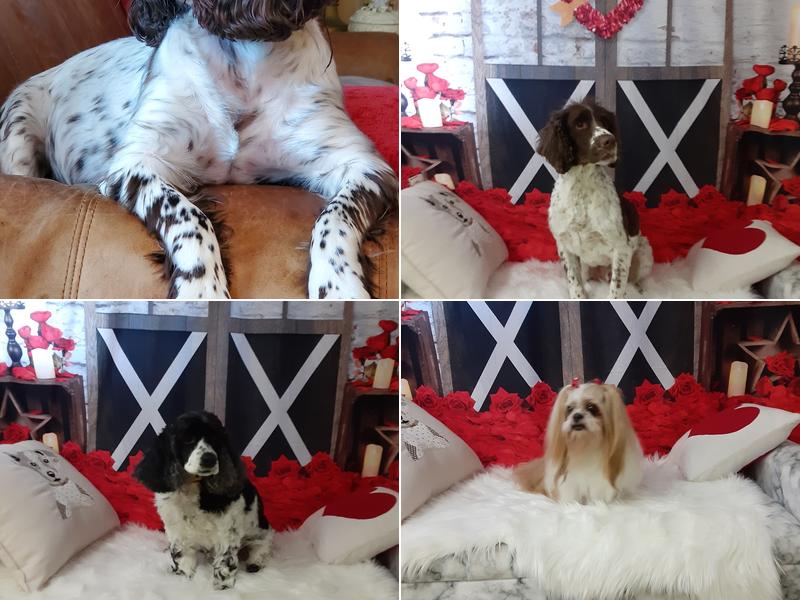 Pampered Pups By Pam