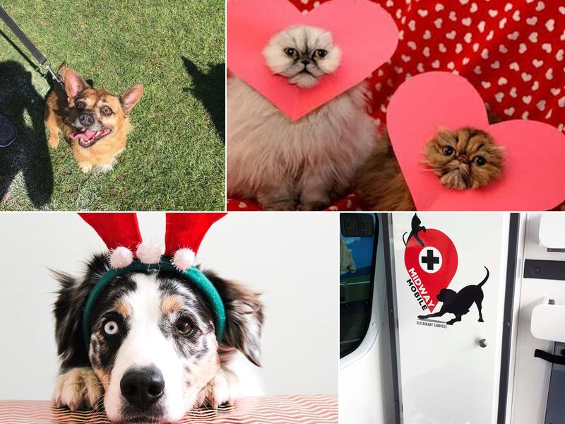 Midway Mobile Veterinary Service