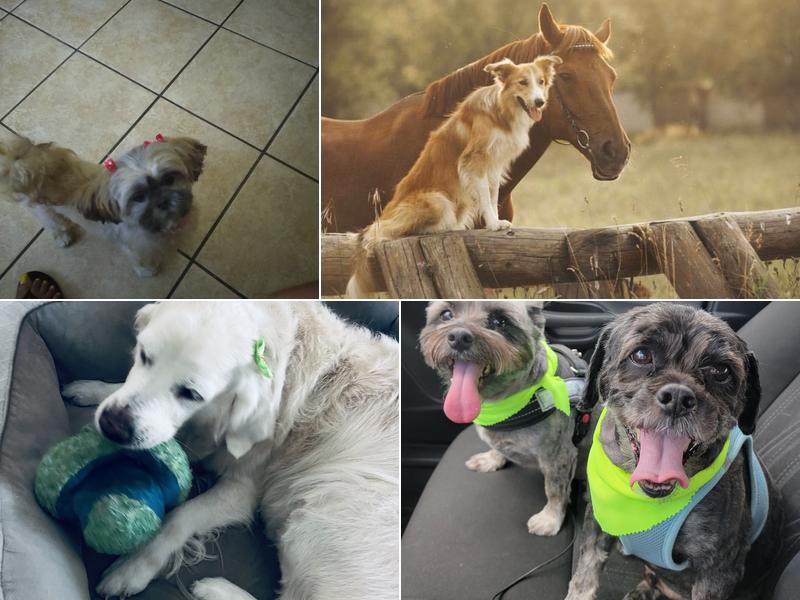 Le Petite Pooch- Plant City