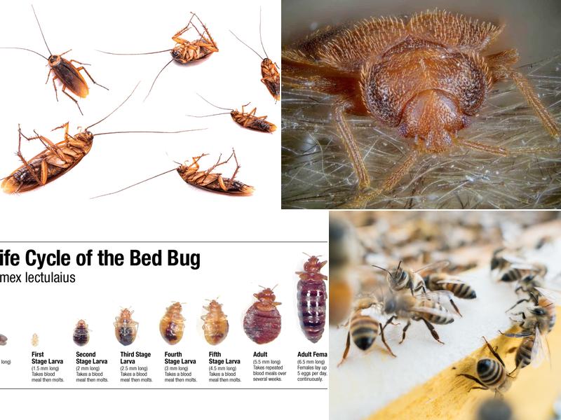 Bye Bye Bugs