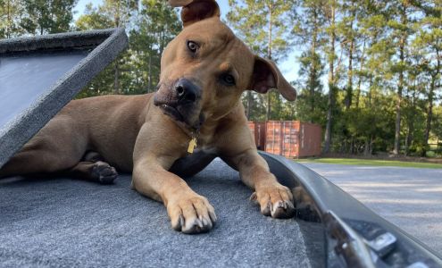 Harold Campbell - State Farm Insurance Agent