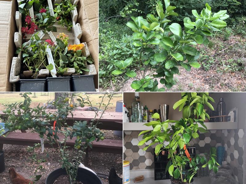 Gifted Forest LLC dba LemonCitrusTree.com