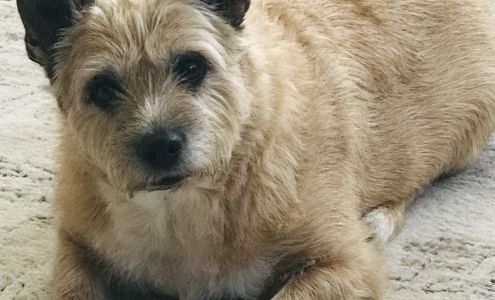 My Three Dogs Hwy 17