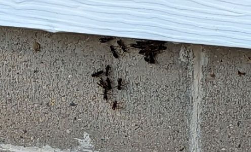 Rid-All Pest Control Co Inc