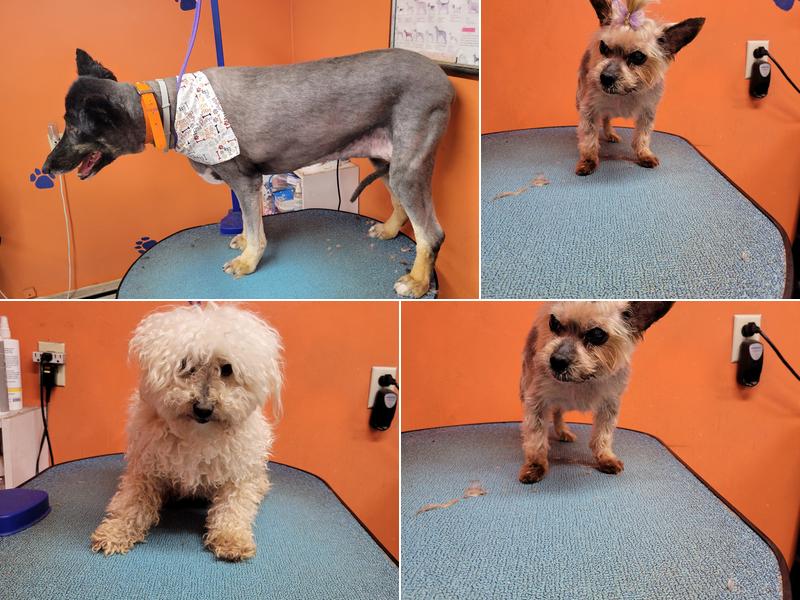 Panther Paws Dog Grooming