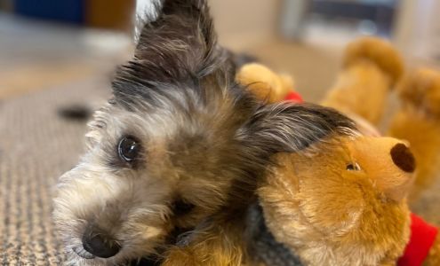 Suzanne Gorgas - State Farm Insurance Agent