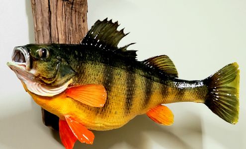 Wingman Taxidermy Wilton