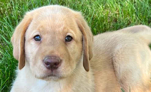 Top Notch Service Dogs and Dog Training LLC