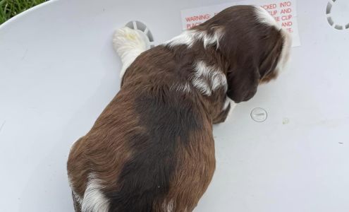 Woofin Waggin Bred & Biscuit Smiths Creek