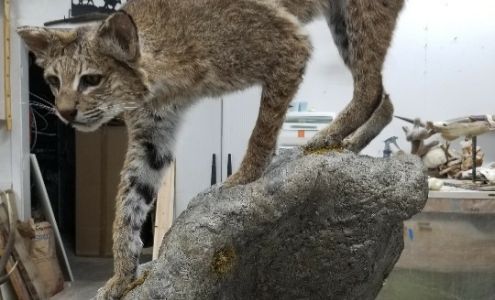 Hutton Valley School of Taxidermy Saint Charles