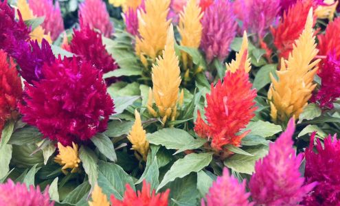 Central Iowa Floral Inc 1102 Boone St, Sheldahl Iowa 50243