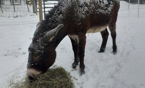 Rosco's Rescue Ranch