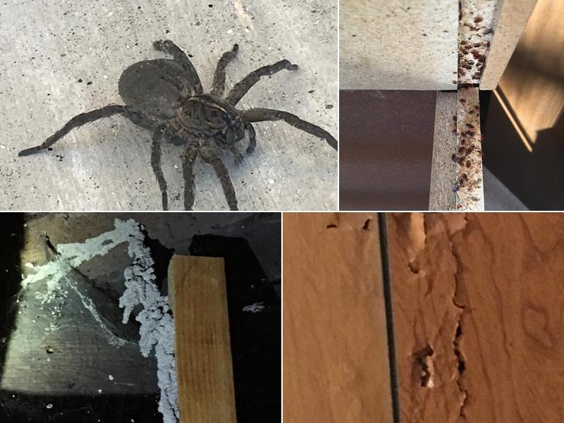 Affordable Pest Technicians