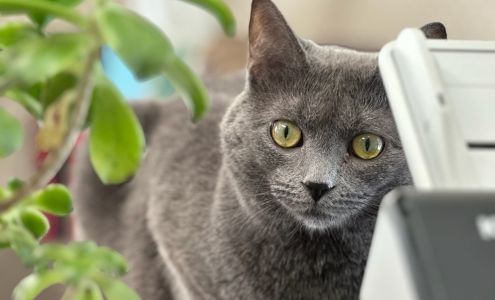 Cherie Green-Johnson - State Farm Insurance Agent