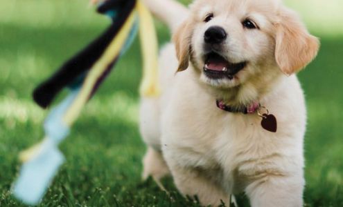 Ross Bernard - State Farm Insurance Agent