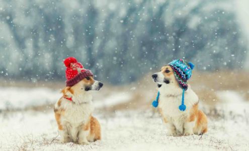 deTails Dog Grooming 25 Mallorytown Rd, Mallorytown Ontario K0E 1R0