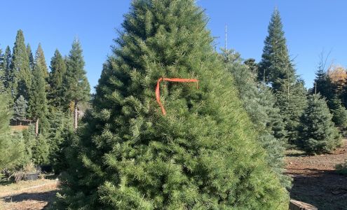 Levi?s Tree Farm Camino