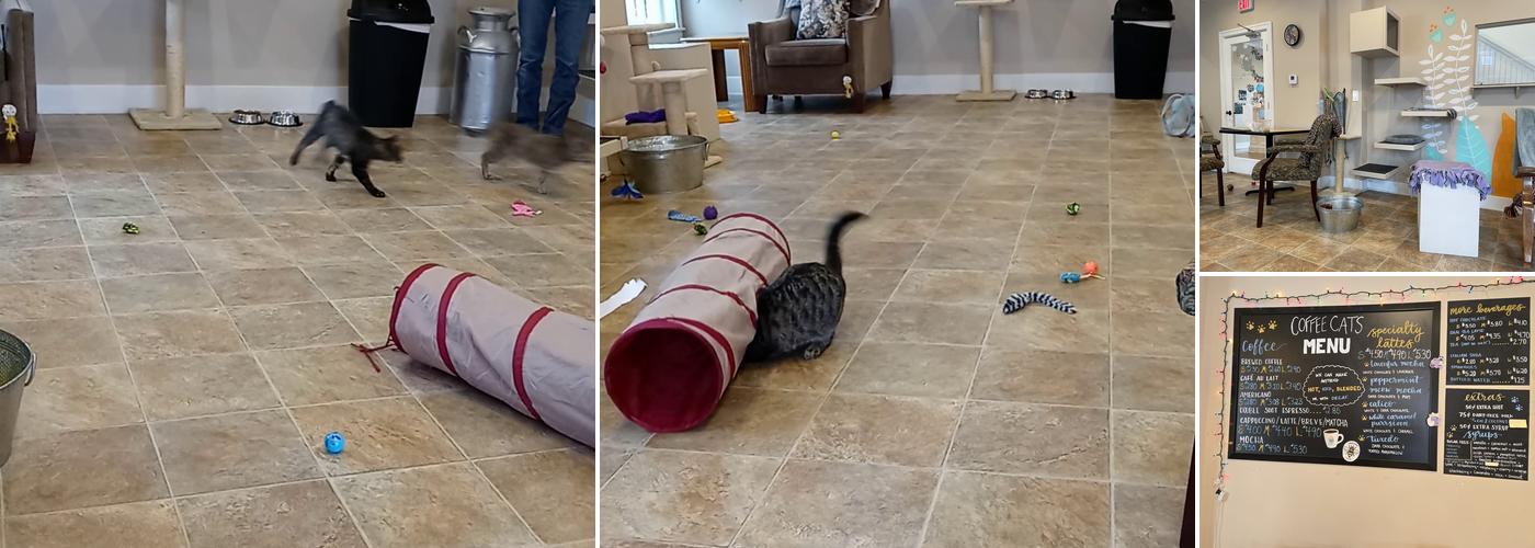 Coffee Cats Cafe Menu