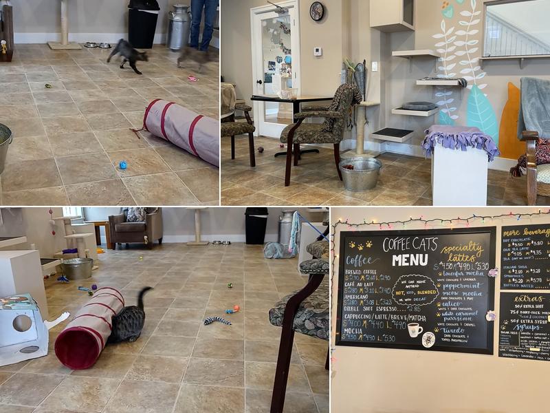 Coffee Cats Cafe Menu