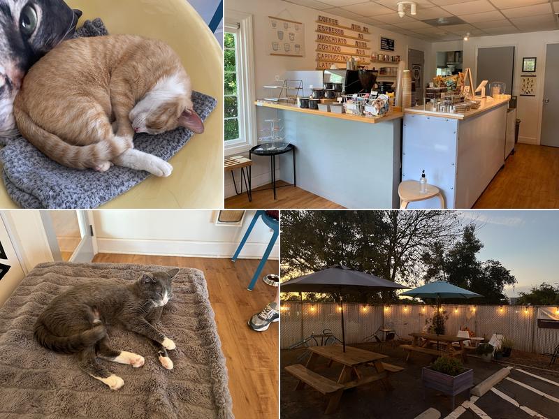 Purr Cup Cafe