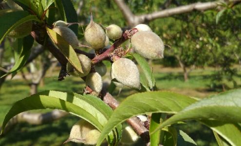 Miss Angels Farm & Orchard LLC