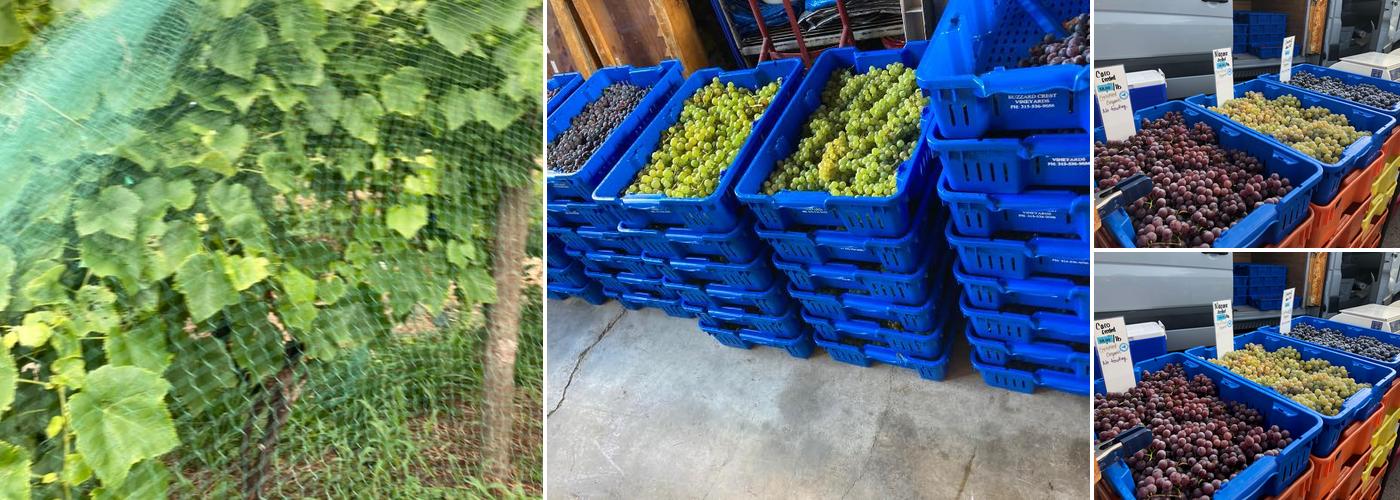 Buzzard Crest Vineyard