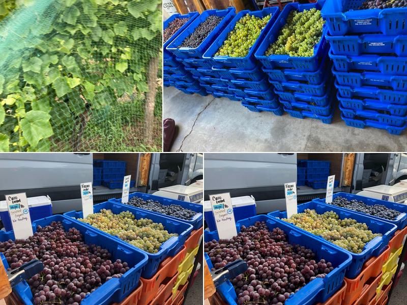 Buzzard Crest Vineyard