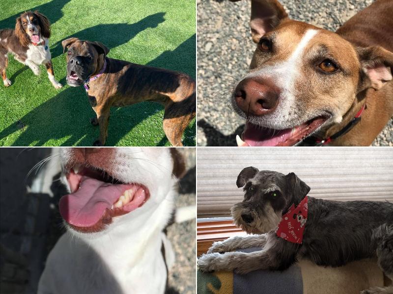 Happy Tails Pet Boarding