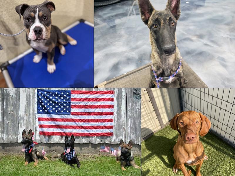 Patriot Dog Training