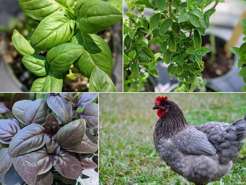 Koops Coops Specialty Chicken Hens