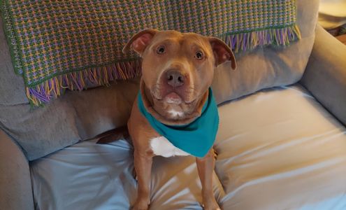 A Cut Above Grooming 147 W Spotswood Ave, Elkton Virginia 22827