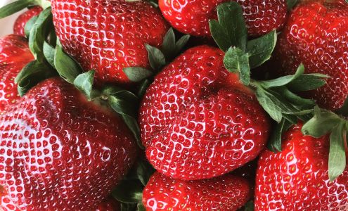 Sugar Hill U-Pick Farms Verbena