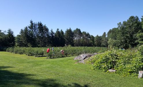The Friendly blueberry Patch