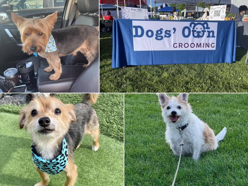 Dogs' Own Grooming and Grooming School