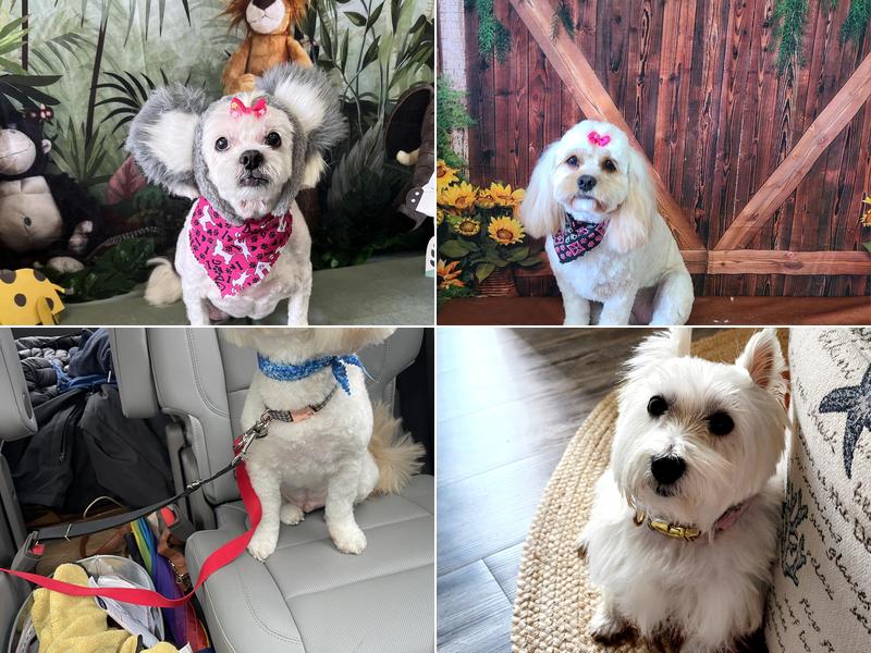 Adorable Do's Pet Grooming