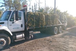 Odums' Sod, Inc. 16571 Rembrandt Blvd, Loxahatchee Florida 33470