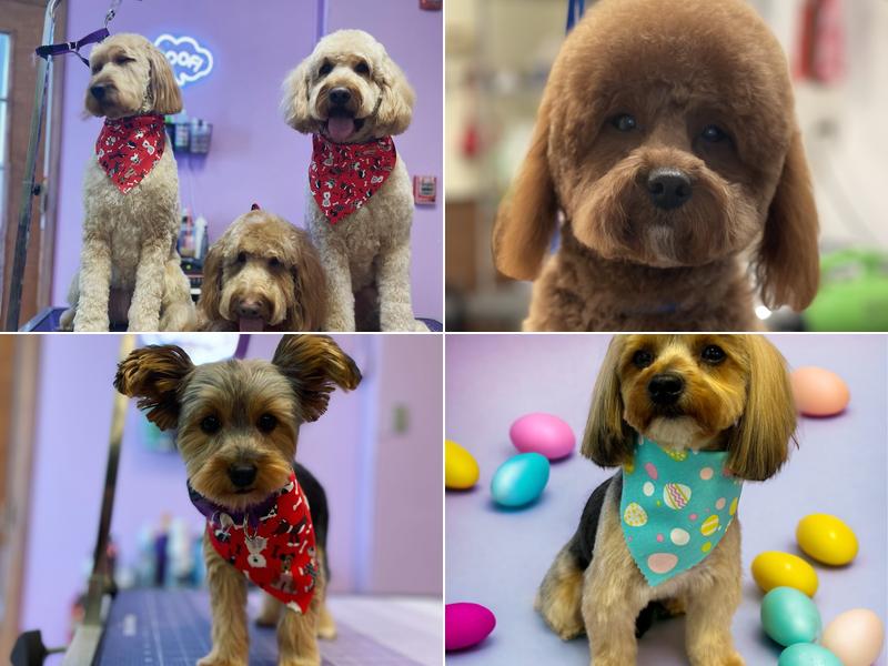 A Touch Of Class Dog Grooming