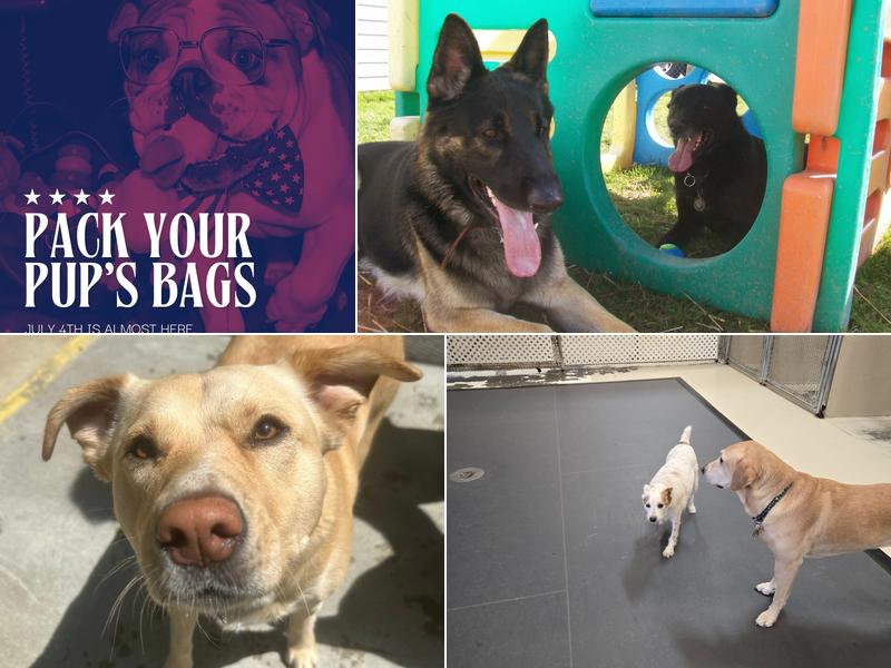 Best Friends Pet Hotel