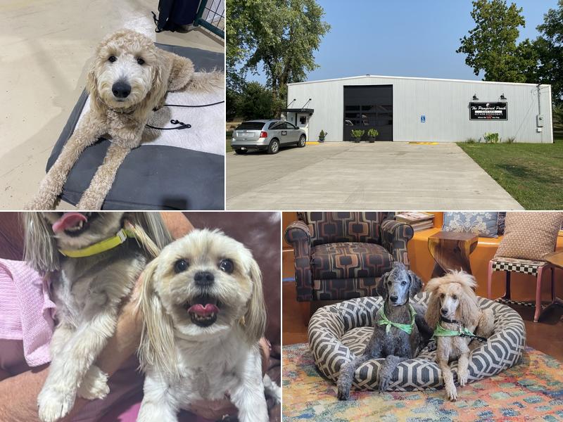 The Pampered Pooch Club