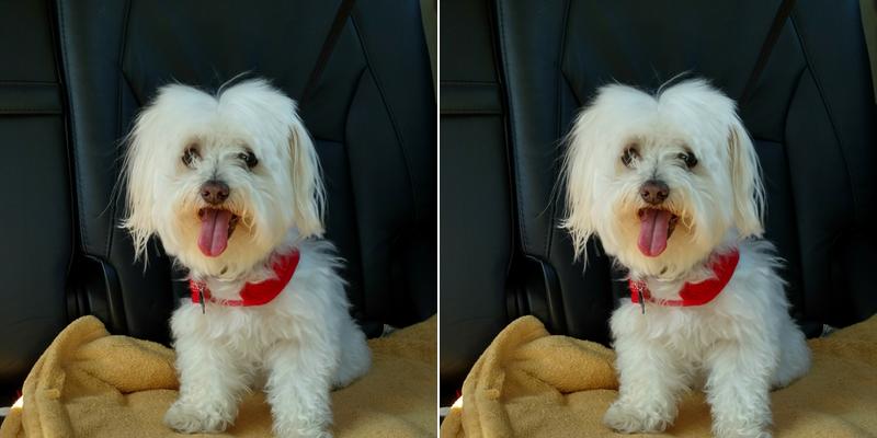 Kim's Broad Street Bark