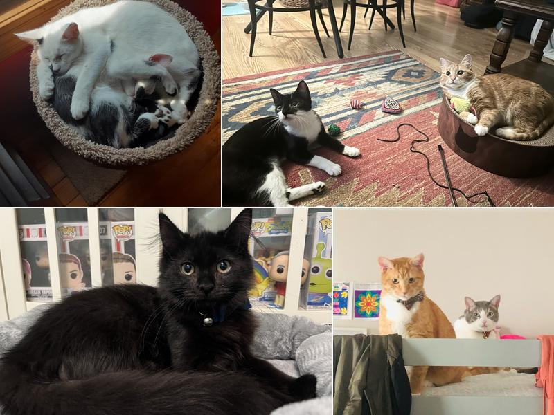 New Beginnings Animal Rescue